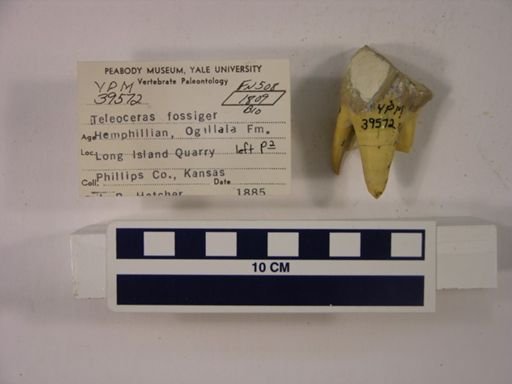 Teleoceras fossiger