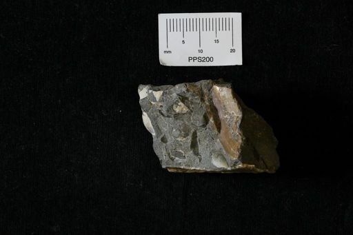 Dosiniopsis deweyi