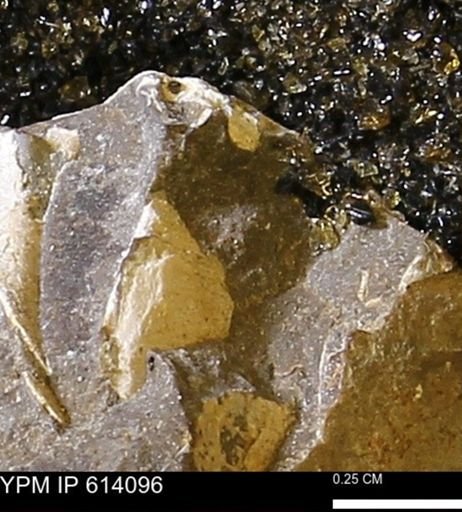 undet. Mollusca