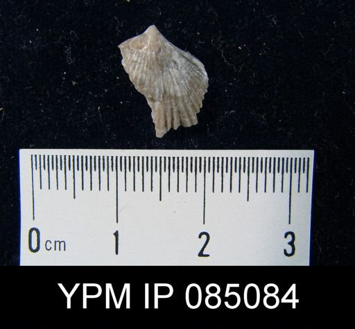 Uncinulus hebe