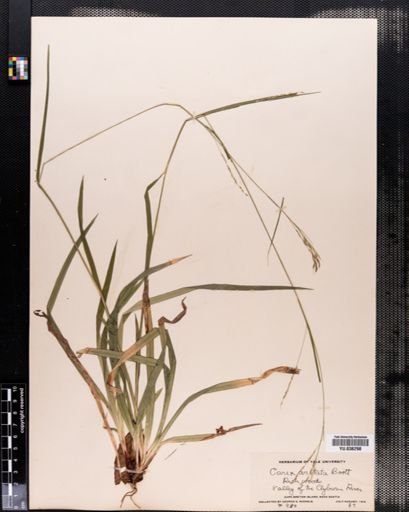 Carex arctata