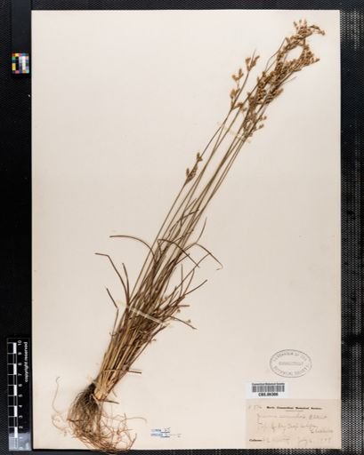 Juncus secundus