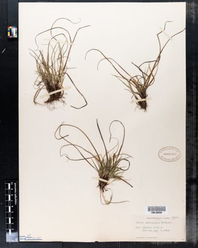 Carex umbellata