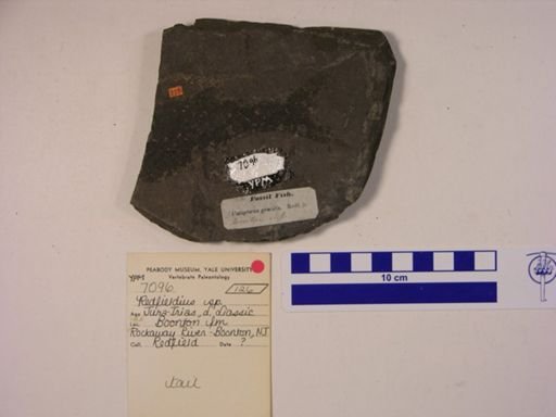 Redfieldia sp.