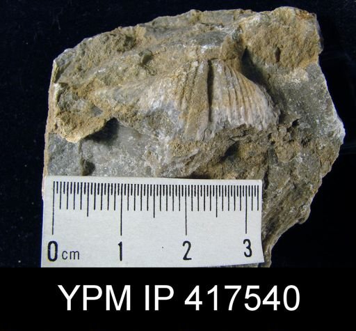 Spirifer concinnus