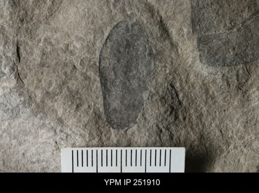 Eurypterus sp.