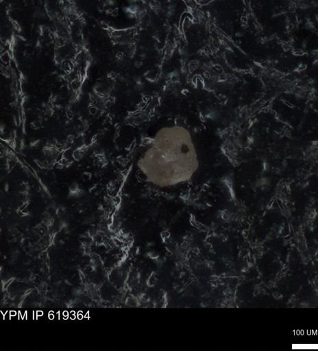 undet. Foraminiferida