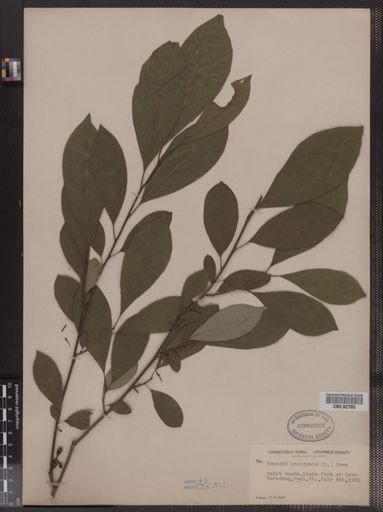Lindera benzoin
