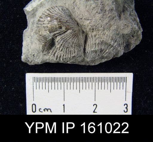 Eospirigerina praemarginalis