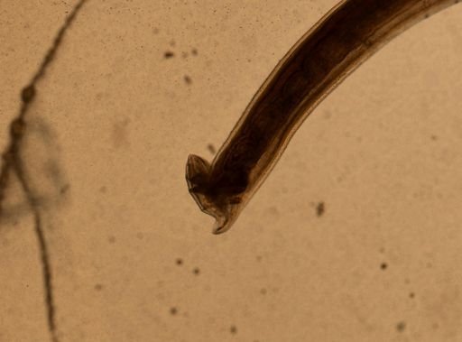 Ancylostoma caninum