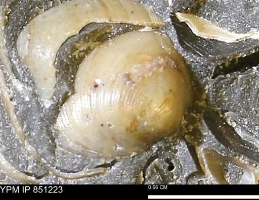 Limopsis striatopunctatus