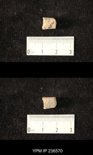 Pseudorthoceras knoxense