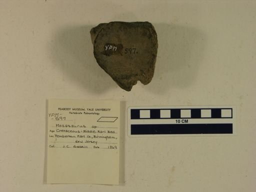 Mosasaurus sp.