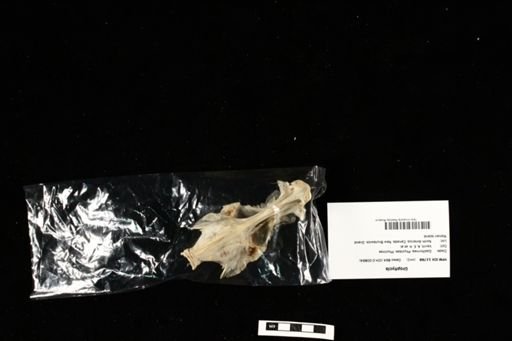 Urophycis