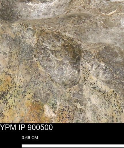 Anomia gryphorhyncha