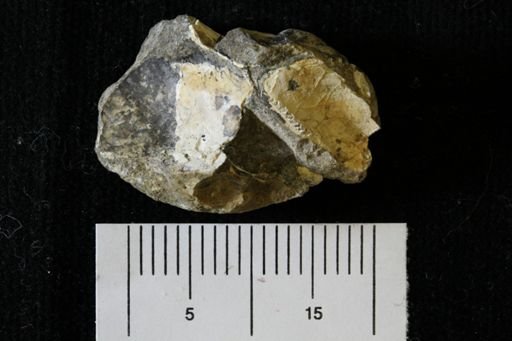 Pteria linguiformis