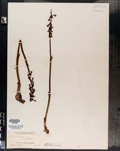 Corallorrhiza
