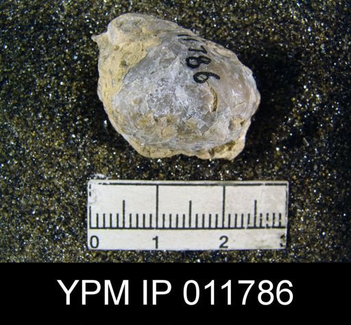 Marginifera sublaevis