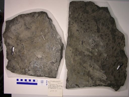 Cionichthys?