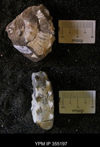 Hoploscaphites sp.