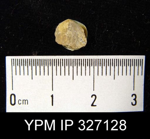 Dalmanella sp.