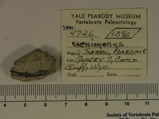 Cteniogenys sp.