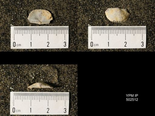 Chonetes granulifer