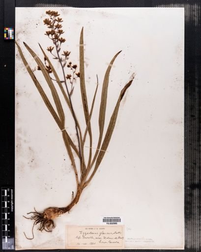 Plantae