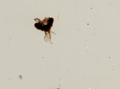 Bulimus acutus