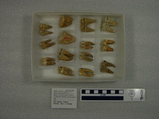 Ursus spelaeus