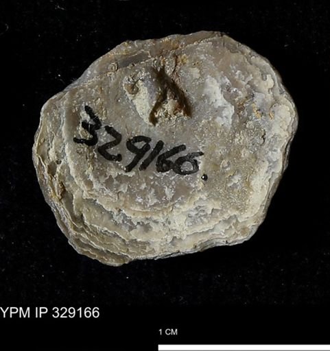 Pholidostrophia iowaensis