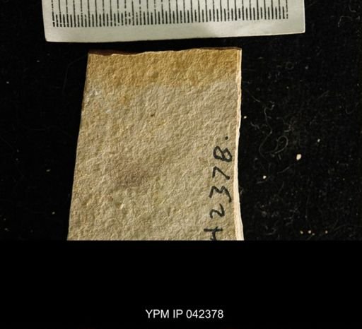 undet. Hexapoda