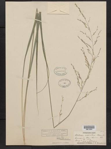 Molinia caerulea