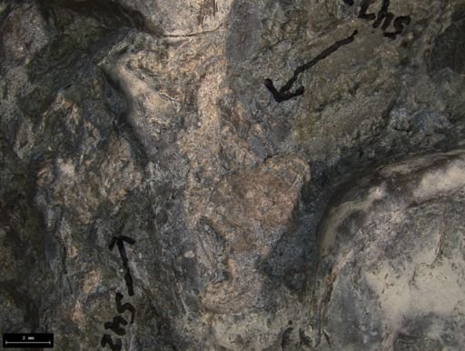 Aplocoma damesii