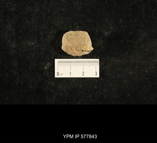 Crania modesta