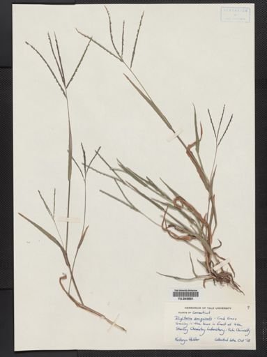 Digitaria sanguinalis
