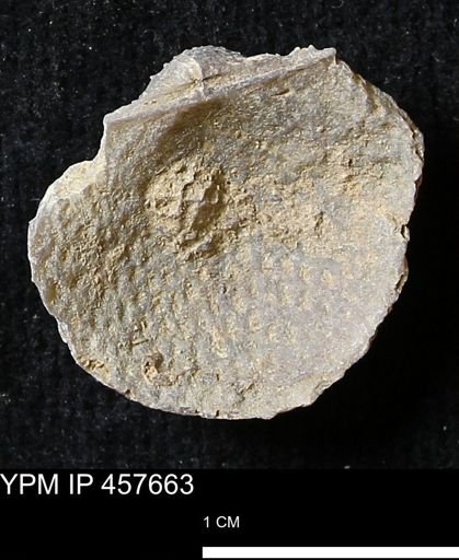 Helaspis sp.