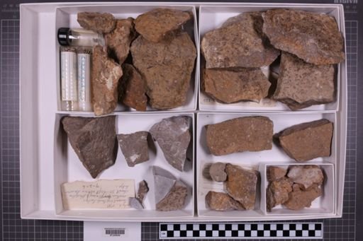 mixed taxa, stratigraphic collection