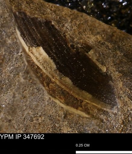 undet. Bivalvia