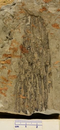 Lepidodendron sp.