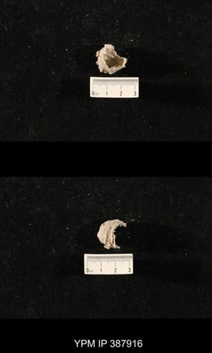 Hercosia sp.
