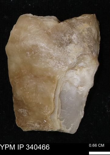 Ostrea glabra