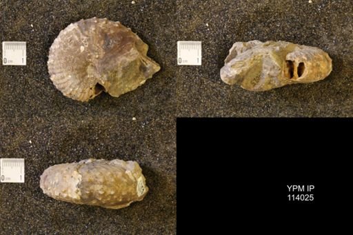 Discoscaphites gulosus