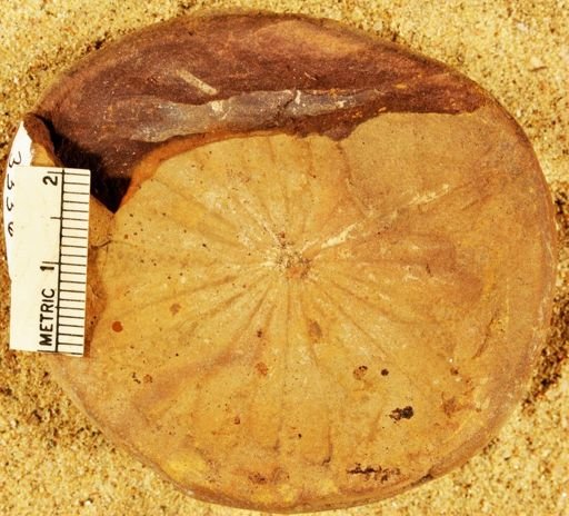Annularia