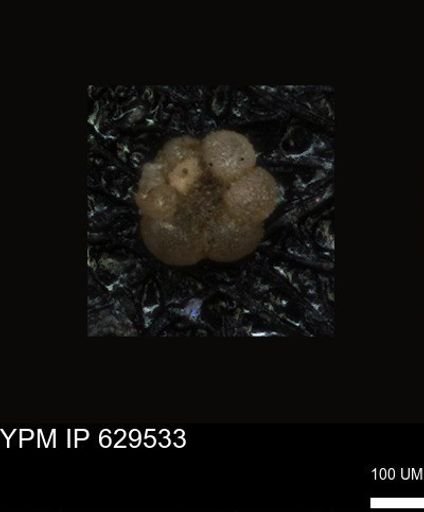 undet. Foraminiferida