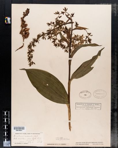 Veratrum viride