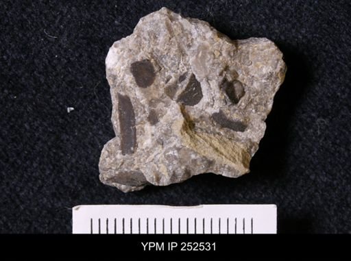 undet. Trilobita