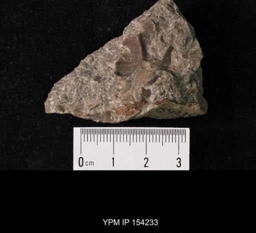 Tricrepicephalus coria