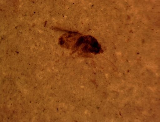 undet. Diptera