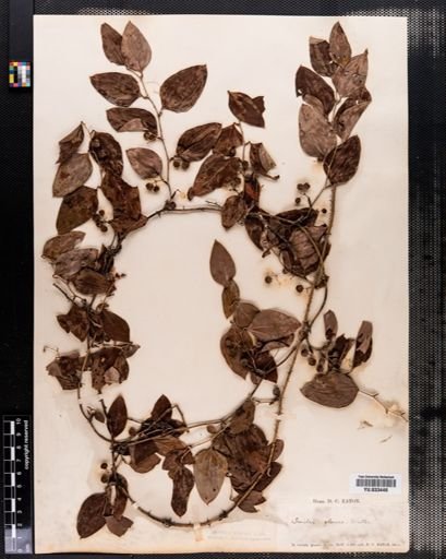 Smilax glauca